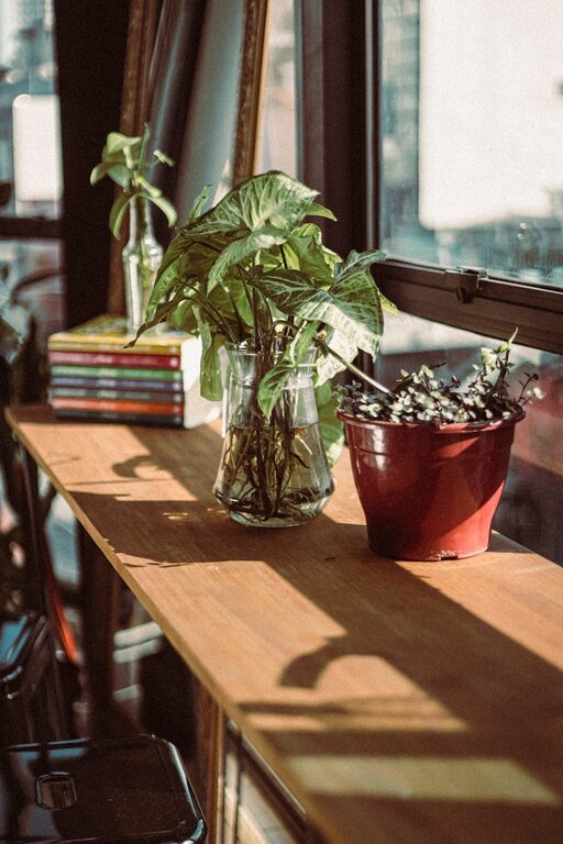 Essential Tips for Keeping Your Houseplants Healthy and Thriving